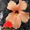 White Peach & Hibiscus Fragrance Oil (Our Version of the Brand Name) (4 oz Bottle) for Candle Making, Soap Making, Tart Making, Room Sprays, Lotions, Car Fresheners, Slime, Bath Bombs, Warmers…